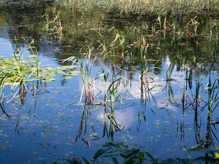 Plantes aquatique et reflets sur l'eau des plantes et du ciel
