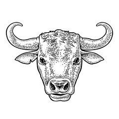 Bull head. Hand drawn in a graphic style. Vintage vector engraving illustration for info graphic, poster, web. Isolated on white background.