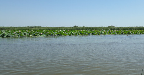 lake with flowers and lotus leaves landscape
