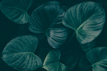 Fototapeta na wymiar tropical leaf, dark green nature background