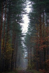 long forest walk