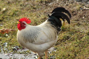 Acercamiento a un gallo paseando por la finca