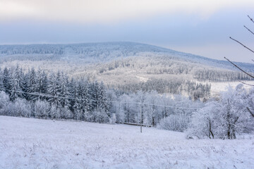 winter forest in the mountains