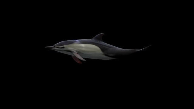 A cute dolphin swimming forward freely underwater, side view, realistic 3D rendering cycle animation