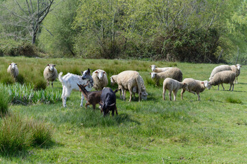 Obraz premium Ovejas mirando