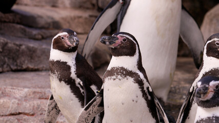Naklejka premium 水族館のフンボルトペンギン