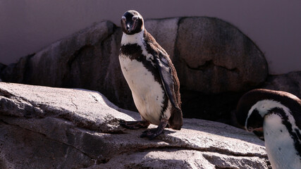 Naklejka premium 水族館のフンボルトペンギン