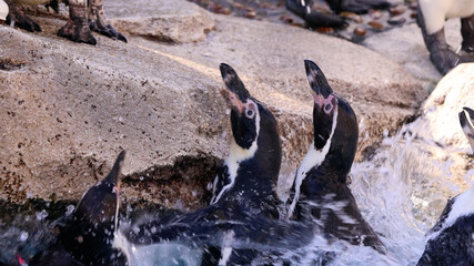 餌をもらうフンボルトペンギンたち