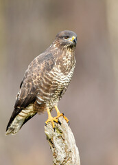 Common buzzard (Buteo buteo) close up
