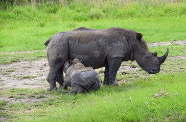 A white rhino mother feeding her calf at a wildlife sanctuary in Zimbabwe. © VV Shots