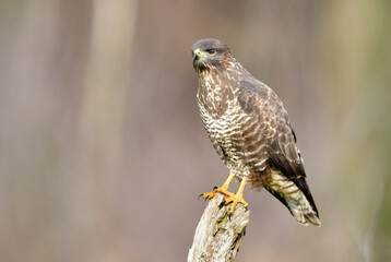 Common buzzard (Buteo buteo) close up