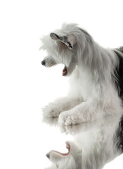 Dog yawns on on a white background. cute Chinese Crested puppy. 