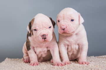 Two funny American Bulldog puppies dogs on gray