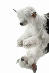 Dog on on a white background. cute Chinese Crested puppy. portrait with reflection