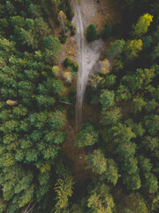 Bird's eye view of a wonderful forest in Poland