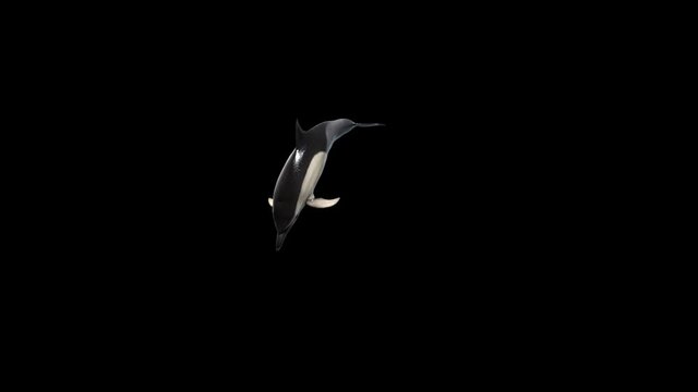 A cute dolphin jumping happily and repeatedly, with Alpha channel, realistic 3D rendering animation