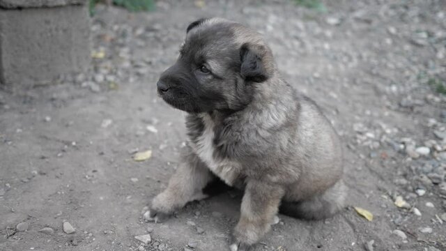 close up of a cute little grey Alabai puppy sitting on ground outdoors