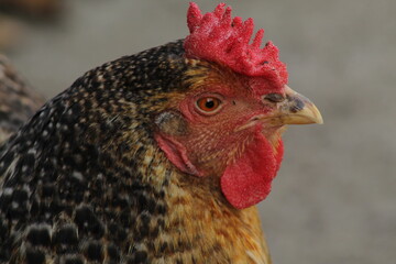 Acercamiento a un gallo paseando por la finca