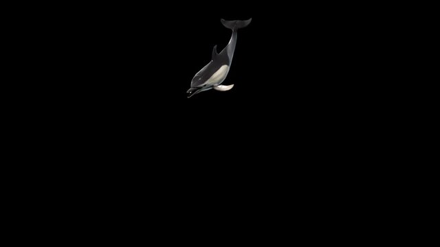 A dolphin jumping happily and repeatedly in all angles, with Alpha channel, realistic 3D rendering animation