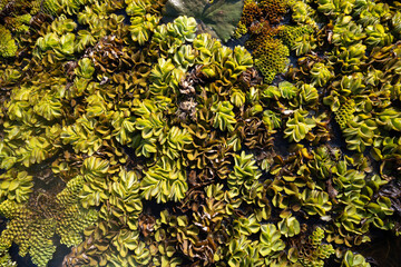 Top view of many green plants Floating on the surface of the water.