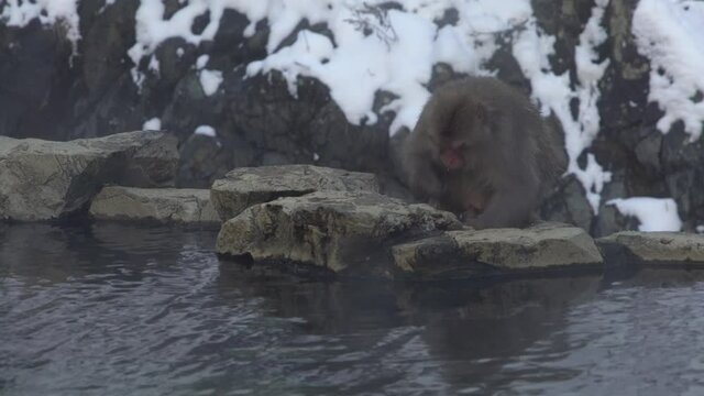 Jigokudani Monkey Park offers visitors the experience of seeing wild Japanese snow monkeys eating near natural hot spring. A man-made pool of warm water around which the macaque gather in winter.-Dan