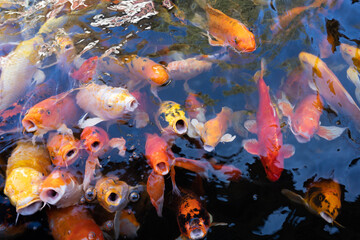 Naklejka na ściany i meble Colorful carp were opening their mouths asking for food.