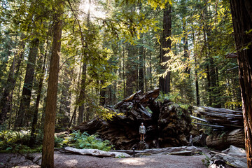 young woman hiking in humboldt redwood forest