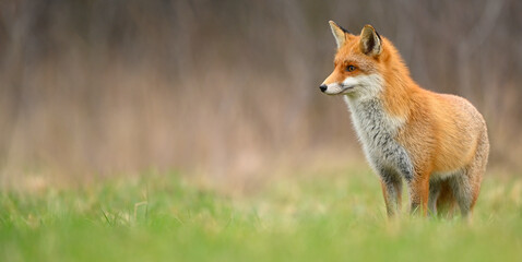 Naklejka na ściany i meble Red fox ( Vulpes vulpes ) close up
