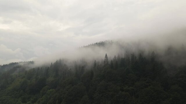 Trees covered in beautiful layer of mist giving of a feeling of magic