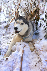 funny husky dog asks to play with it in the snow