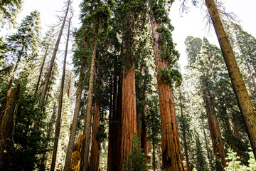 Obraz premium tall redwood trees in Sequoia National forest