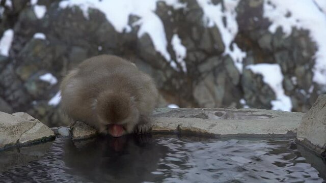 Japanese snow monkey drinking water in onsen hot springs at winter. A wild macaque in warm pool located in Jigokudan Park, Nakano, Japan. Macaca fuscata drink at winter season in the mountain-Dan