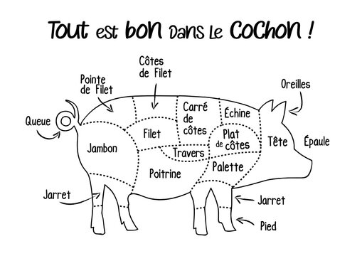 Le porc, cochon: boucherie pi&egrave;ces de viande de porc, sch&eacute;ma d&eacute;coupe du cochon en fran&ccedil;ais, illustration, croquis