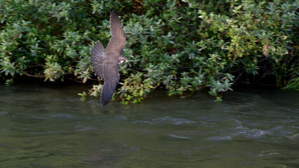 川辺を疾走する隼の幼鳥
