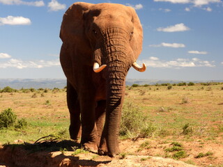 Fototapeta na wymiar Large elephant bull approaching