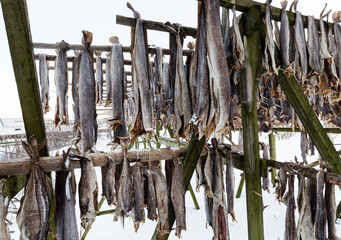 dried fish in the Lofoten archipelago Norway