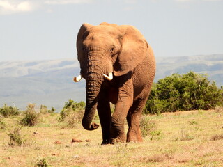 Fototapeta na wymiar Large elephant bull approaching
