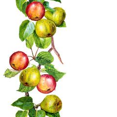 Apples and pears. Seamless vertical watercolor pattern with fruits isolated on white background