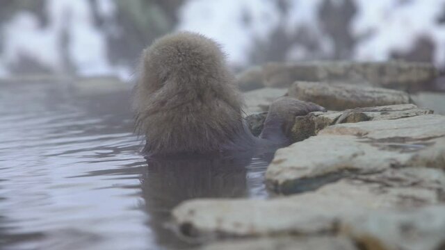 A wild monkey that enters a hot spring. Snow monkey bathe and relaxing in onsen of Japan. Macaca fuscata feeling the body is warm and sleepy. A wild macaque that enters a warm pool -Dan