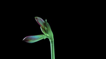 Time lapse amaryllis flower blooms with flying pollen