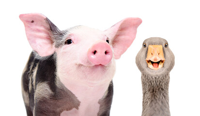 Portrait of funny pig and goose, closeup, isolated on white background
