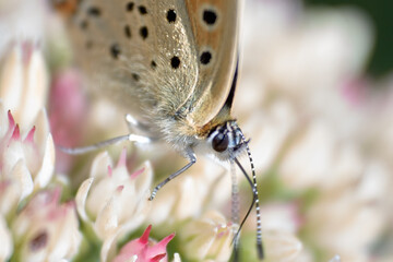 very large closeup of an abstract butterfly on a flower
