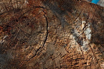 Fototapeta premium texture of an old tree trunk, annual rings