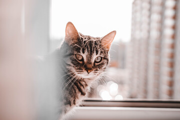 cat on the winter window