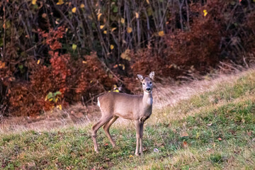 Deer looking towards camera mountain pasture