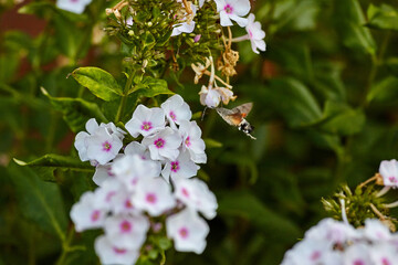 Macroglossum stellatarum in flight Hummingbird butterfly among the flower of phlox. Macro photo