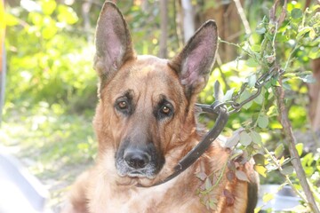 portrait of a shepherd