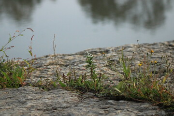 grass on the beach