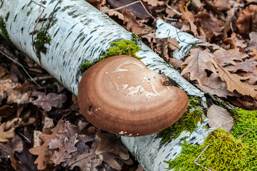 Birkenporling Fomitopsis betulina im Herbstwald - birch polypore in autumn forest 
