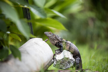 iguana lizard on a rock in costa rica